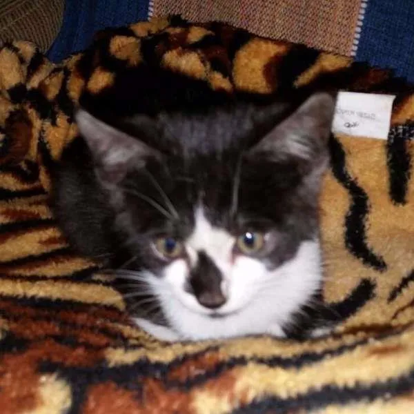 Gato ra a SRD idade Abaixo de 2 meses nome Paul Stanley