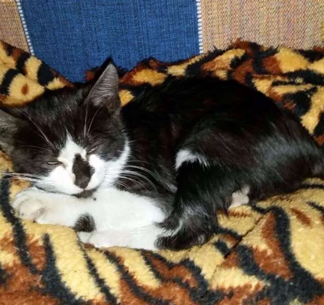 Gato ra a SRD idade Abaixo de 2 meses nome Paul Stanley