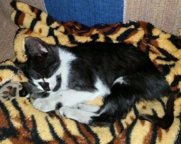 Gato ra a SRD idade Abaixo de 2 meses nome Paul Stanley