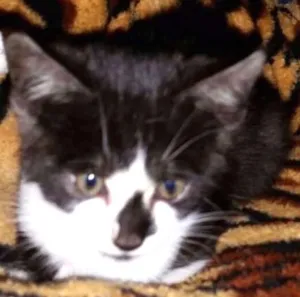 Gato raça SRD idade Abaixo de 2 meses nome Paul Stanley