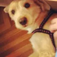Bonnie