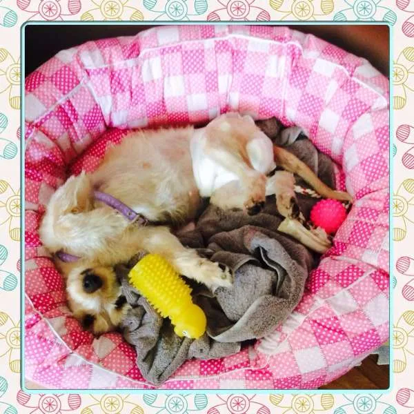 Cachorro ra a vira lata idade 1 ano nome Bonnie