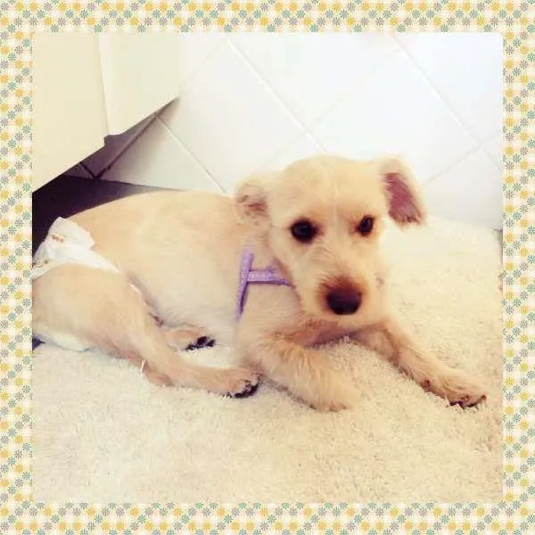 Cachorro ra a vira lata idade 1 ano nome Bonnie