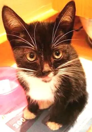 Gato ra a SRD idade Abaixo de 2 meses nome Fofinha