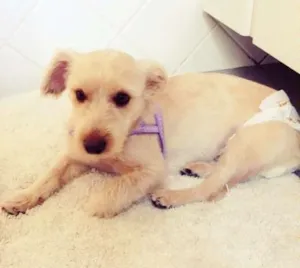 Cachorro raça vira lata idade 1 ano nome Bonnie