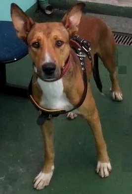 Cachorro raça SRD idade 1 ano nome Max