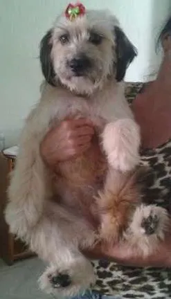 Cachorro raça SRD idade 1 ano nome MENINA