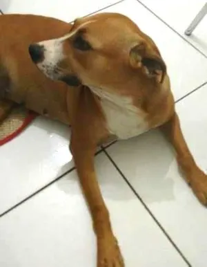 Cachorro raça misturada com pit bul idade 3 anos nome ranan