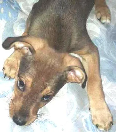 Cachorro ra a SRD idade 2 a 6 meses nome Filhote