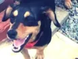 sapeca,bolinha,boboy