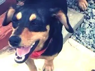 Cachorro ra a SRD idade 7 a 11 meses nome sapeca,bolinha,boboy