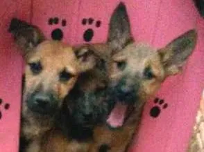 Cachorro ra a Vira lata  idade 2 a 6 meses nome Eles não tem nome a