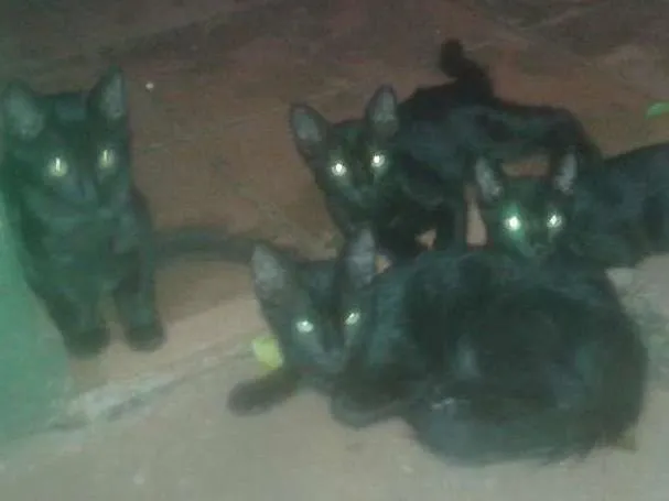 Gato ra a gatos negrinhos idade 2 a 6 meses nome Molocochos