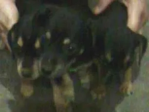 Cachorro raça vira lata idade 2 a 6 meses nome chelse,luna,bob,pluto