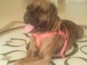 Cachorro ra a Boxer idade 2 anos nome Tigresa