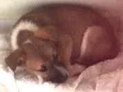 Cachorro ra a Vira lata idade 2 a 6 meses nome Branca