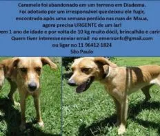 Cachorro ra a SRD idade 1 ano nome Caramelo