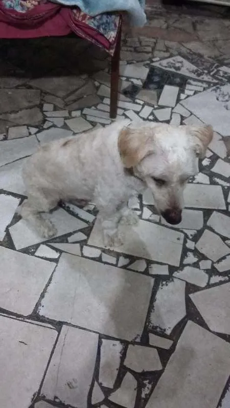 Cachorro ra a pooldel com ilhasa idade 2 anos nome guerreiro