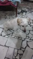 guerreiro