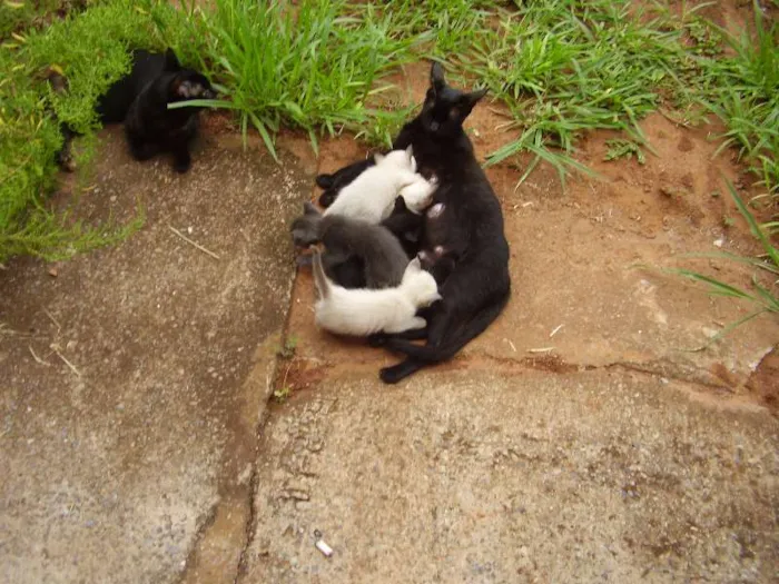 Gato raça de rua idade Abaixo de 2 meses nome neguinha
