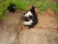 neguinha