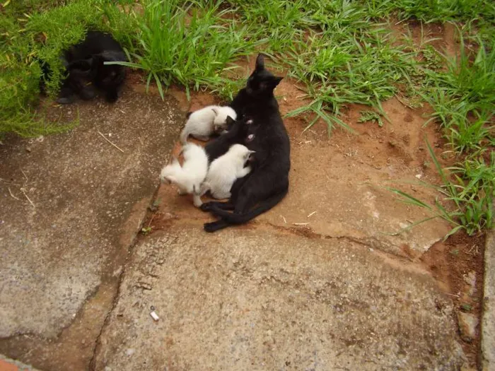 Gato raça de rua idade Abaixo de 2 meses nome neguinha