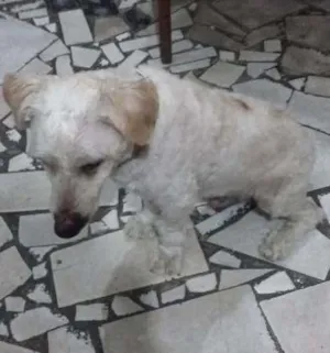 Cachorro raça pooldel com ilhasa idade 2 anos nome guerreiro