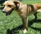Cachorro ra a SRD idade 1 ano nome Caramelo