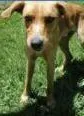 Cachorro ra a SRD idade 1 ano nome Caramelo