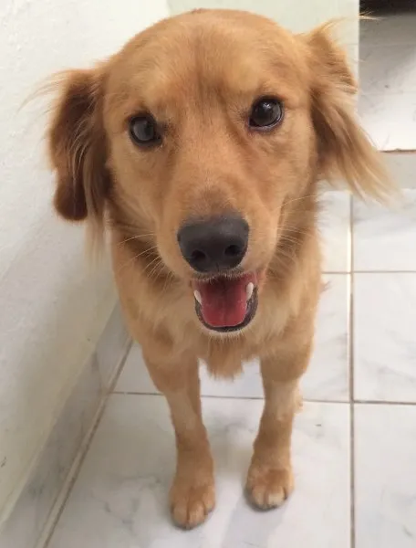 Cachorro ra a SRD idade 2 anos nome Bob