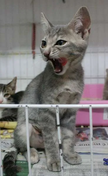 Gato ra a SRD idade 2 a 6 meses nome Laura