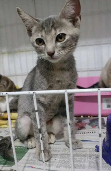 Gato ra a SRD idade 2 a 6 meses nome Laura