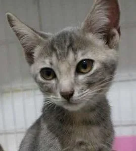 Gato ra a SRD idade 2 a 6 meses nome Laura