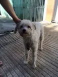 Cãozinho perdido!!!