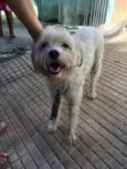 Cãozinho perdido!!!