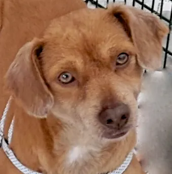 Cachorro ra a  idade 2 anos nome CARAMELO