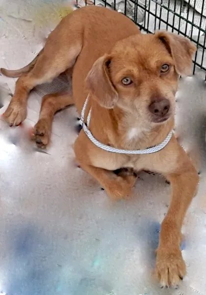 Cachorro ra a  idade 2 anos nome CARAMELO