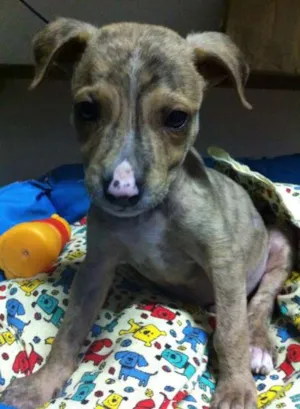 Cachorro raça  idade  nome Dog