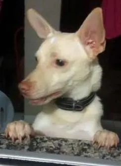 Cachorro raça srd idade 1 ano nome chopp