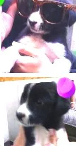 Cachorro raça Indefinida idade Abaixo de 2 meses nome Belinha