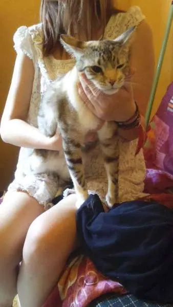 Gato raça Mestiça  idade 2 anos nome Kalinda e Jujuba 