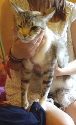 Gato raça Mestiça  idade 2 anos nome Kalinda e Jujuba 