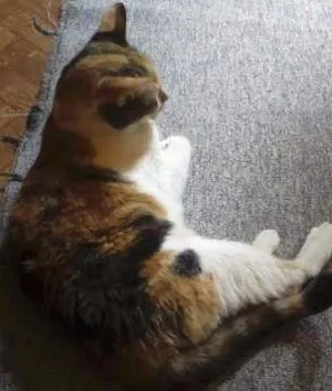 Gato raça Mestiça  idade 2 anos nome Kalinda e Jujuba 