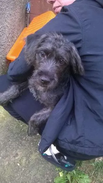 Cachorro ra a SRD idade 7 a 11 meses nome Estopinha