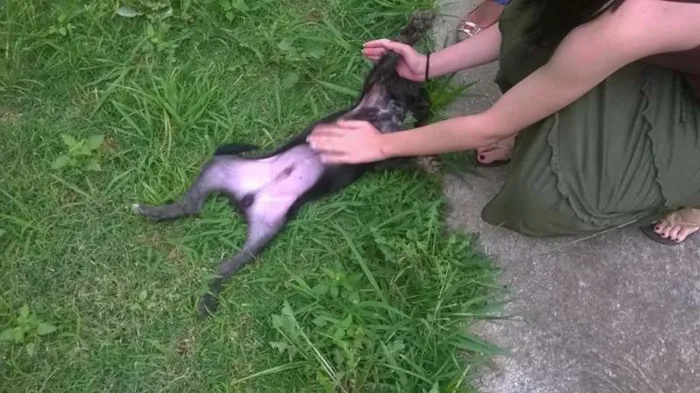 Cachorro ra a SRD idade 7 a 11 meses nome Estopinha