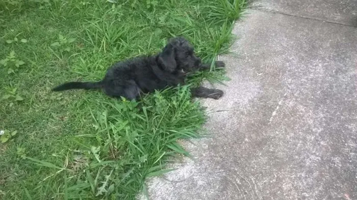 Cachorro ra a SRD idade 7 a 11 meses nome Estopinha