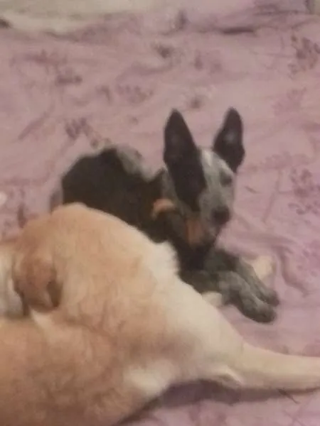 Cachorro raça SRD idade 7 a 11 meses nome Frederico