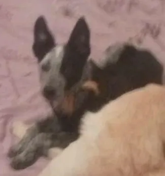 Cachorro raça SRD idade 7 a 11 meses nome Frederico