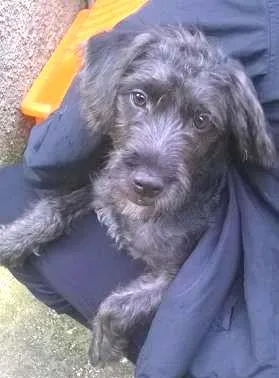 Cachorro ra a SRD idade 7 a 11 meses nome Estopinha