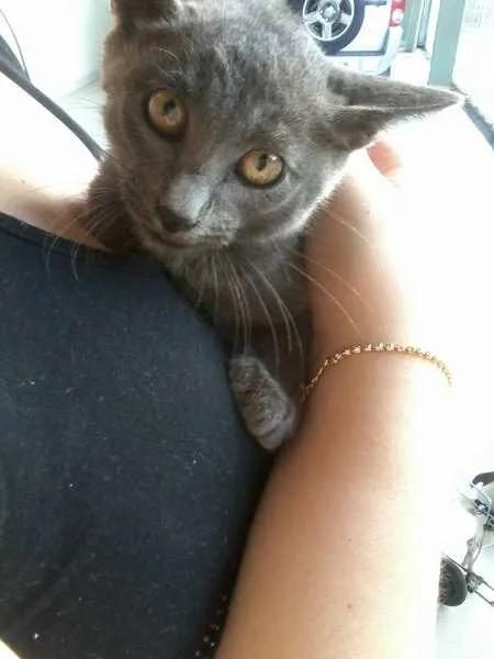 Gato ra a SRD idade 2 a 6 meses nome Não possui